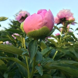 Meet your Posher, Gabi